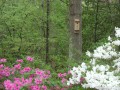 Birdhouse and Azaleas (Thumbnail)